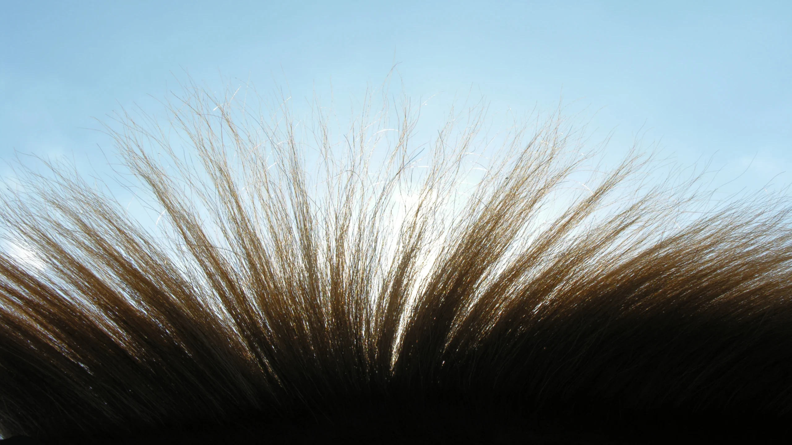 brown horse hair closeup against clear sky background, backlit
