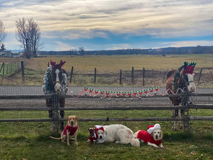 Junior, Hyde, Grizzly, Oslo, Sparks, BudLight_Emily Jones