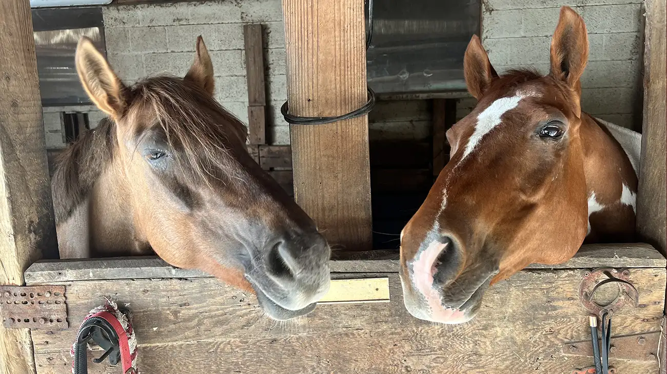 slider_rockcreekponies